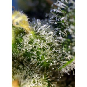 Sweet Amnesia Haze. Photo 2